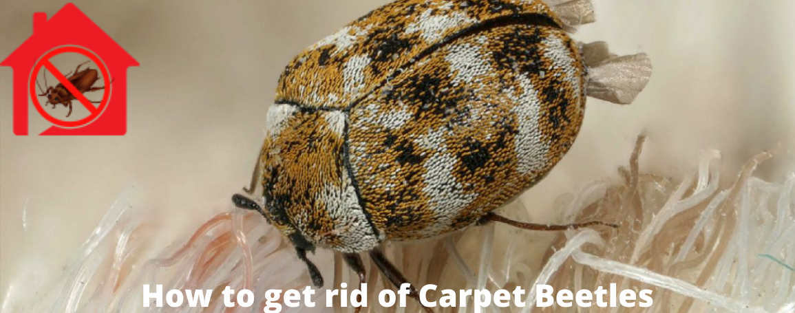 get rid of carpet beetles, carpet beetles removal, control carpet beetles